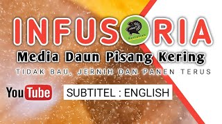 Kultur Infusoria Media Daun Pisang Kering Hasilnya Bersih Tidak Bau dan Panen Berulang [upl. by Rise]