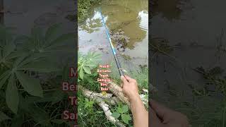 Mancing manceng mancing Bolo🤣mancing mancingmancingan mancingmania fish fishing [upl. by Ttik]