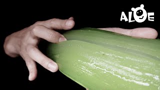 Amazing Hand amp Satisfying Aloe Vera Sounds ASMR [upl. by Dorin]