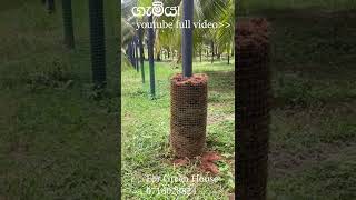 ගම්මිරිස් 5ස් ගුණයක් අස්වැන්න දෙන කොලම් column method of black pepper sri lanka [upl. by Ahtelahs]