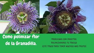 How to Polinize Flowers in the Granadilla Plant como polinizar flores de granadilla PARTE 2 [upl. by Nehttam]