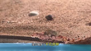 百蟹缸第三天 拥有一片属于自己的沙滩、养不同的浅水海洋生物 [upl. by Ahsital]