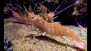 ボタンエビ Botan Shrimp Pandalus nipponensis [upl. by Schonfeld]