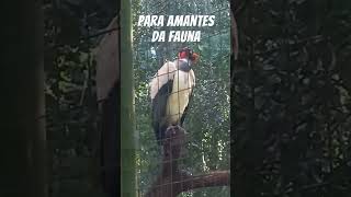 Parque das Aves fozdoiguaçu [upl. by Tserrof]