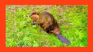 Watch A Beaver Emerge from the River Covered in Weeds [upl. by Airrat]