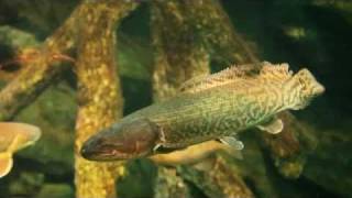 The Bowfin  an ancient fish predator [upl. by Kingston]