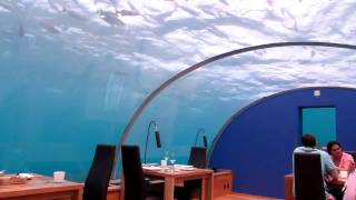 Ithaa Undersea Restaurant [upl. by Hilleary976]