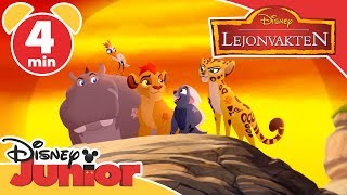 Lejonvakten  Lär dig djurens namn 🦁 Disney Junior Sverige [upl. by Seel]