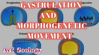 Gastrulation  Morphogenetic Movement  Acf Zoology  UPSCZOOLOGY  BscZoology  NEET ZOOLOGY [upl. by Hgielrebmik876]