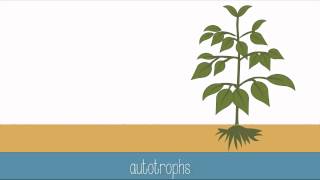 Introduction to Photosynthesis [upl. by Weinberg504]