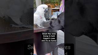 My parrot loves to boop my dog’s nose and it’s so cute cockatoo parrot dog bff friends cute [upl. by Nav]