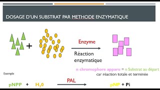 Dosage de substrat par methode enzymatique [upl. by Alcus495]