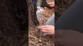 Simple and very useful camping survival bushcraft outdoors skill [upl. by Vivien917]