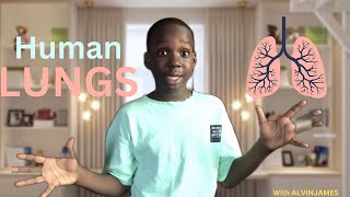 Human Lungs for Kids kidslearning educationalvideoforkids kidsscience [upl. by Enilraep]