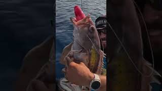 ΑΠΙΣΤΕΥΤΟ😱😱 fishing fish kayakfishing [upl. by Fonseca330]