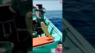 deepseafish deepseafishing fisherman seafishing fishinglife mafish bigfish deepsea fishing [upl. by Nissie]