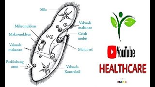 Paramecium In movement under microscope  Parasite  Stool r e  by Youtube Healthcare [upl. by Aiynot]