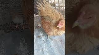 Newly hatched chicks animals fypシ゚viral chickeneggs babychicks cuteanimals [upl. by Gwenny]