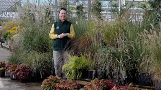 PETITTI A Guide to Perennial Ornamental Grasses  10 Types to Grow [upl. by Llehcram]