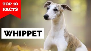 Whippet  Top 10 Facts [upl. by Salzhauer194]