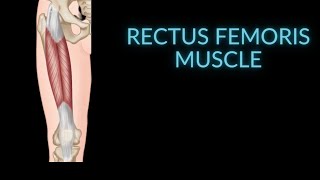 Anatomy of the Rectus Femoris Muscle Hip Flexor [upl. by Lotsyrk]