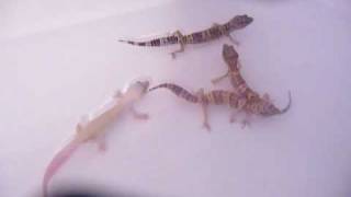 Leopard Geckos BathingSwimming [upl. by Cass]