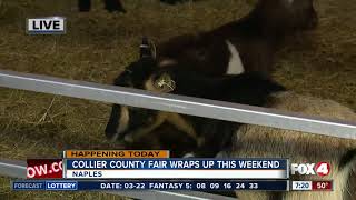 Last chance to catch the Collier County Fair this weekend  7am live report [upl. by Olodort]