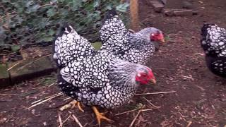 Silver laced  Blue laced silver Wyandotte bantams 2012 [upl. by Semajwerdna]