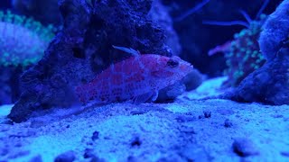 Feeding Time With the Geometric Pygmy Hawkfish in the 90 Gallon Reef [upl. by Anir868]