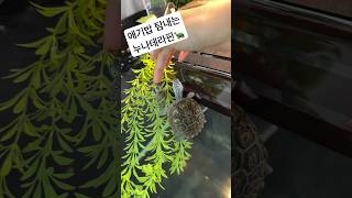 꼬비밥만주면 쫒아오는 누나테라핀🐢🪽테라핀다이아몬드백테라핀거북이terraspin turtle DBTshortvideo [upl. by Meid]