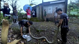 GA HITA AT GA BRASO NA MGA KING COBRA HULI KAY COBRA PRINCE PATAY SA TUKLAW 😔 [upl. by Yurik919]