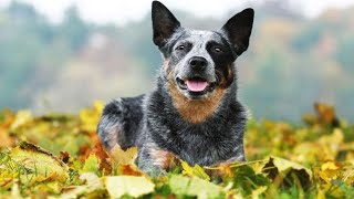 15 Best Behaved Dog Breeds You Can Own  Best Pets for Families  Most Obedient Dog Breeds [upl. by Elik]