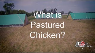 What Is Pasture Raised Chicken  Nutrafarms [upl. by Gipson500]