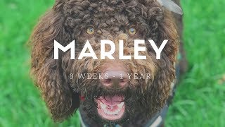 Marley Labradoodle 8 Weeks to 1 Year [upl. by Icnarf]