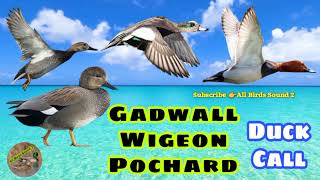 Gadwall  Wigeon Pochard Duck Hunting Call [upl. by Silvano]