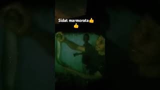 Sidat marmorata stitch masukberanda fishing cover reelsvideo mancing [upl. by Calabresi]