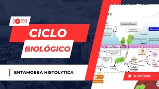 Ciclo Biologico de Entamoeba histolytica [upl. by Ahsircal]