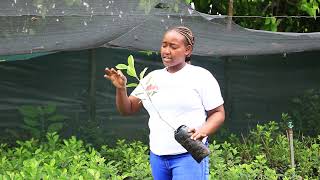 What you need to note when going for the Wambugu Apple seedlings [upl. by Markiv572]