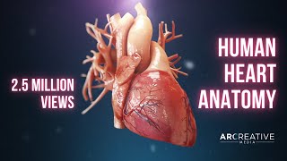 Human Heart Anatomy 3D Medical Animation [upl. by Nnitsuj]