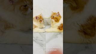 Billu ne diya maalik ko bonus😳😳catcomedy billicomedy cat catvideo viralcat sajidcat billug [upl. by Anuahsar]