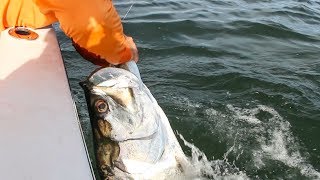 Catching GIANT Tarpon [upl. by Einnor]