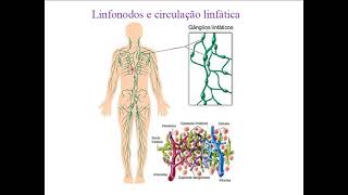 Introdução a Imunologia parte III [upl. by Crelin]