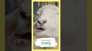 Sheep Sounds for Kids Farm Animal Sounds amp Noises 🎶🌾🐑 [upl. by Arinaj46]