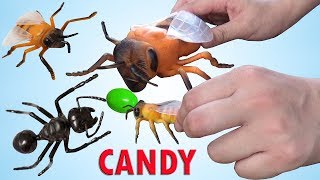 Kiến Ăn Kẹo – ANTS EAT CANDY ❤ BIBI TV ❤ [upl. by Yelnoc747]