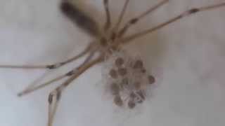 Cellar Spider Carrying Her Spiderlings イエユウレイグモ幼体の孵化 [upl. by Cyndie524]