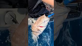 ΤΕΡΑΣΤΙΟ ΨΑΡΙ😱😱 fishing kayakfisherman fish kayakfishing kayakangler [upl. by Luna]