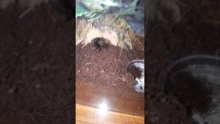 Juvenile Nhandu Chromatus Feeding [upl. by Allerbag]