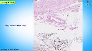 Histology of Artery and vein  Shotgun Histology [upl. by Mccall]