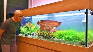 MOST AMAZING ASIAN AROWANA PLANTED AQUARIUM IN SINGAPORE [upl. by Emery]