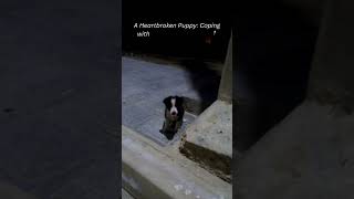 This puppy needs happiness 🥺rescue puppy puppyvideos animalrescue [upl. by Dnomyad]